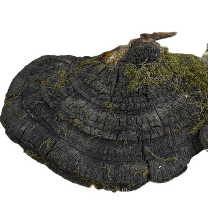 Mushroom Supplier - Dried Wild Natural Phellinus Igniarius Fungus Whole