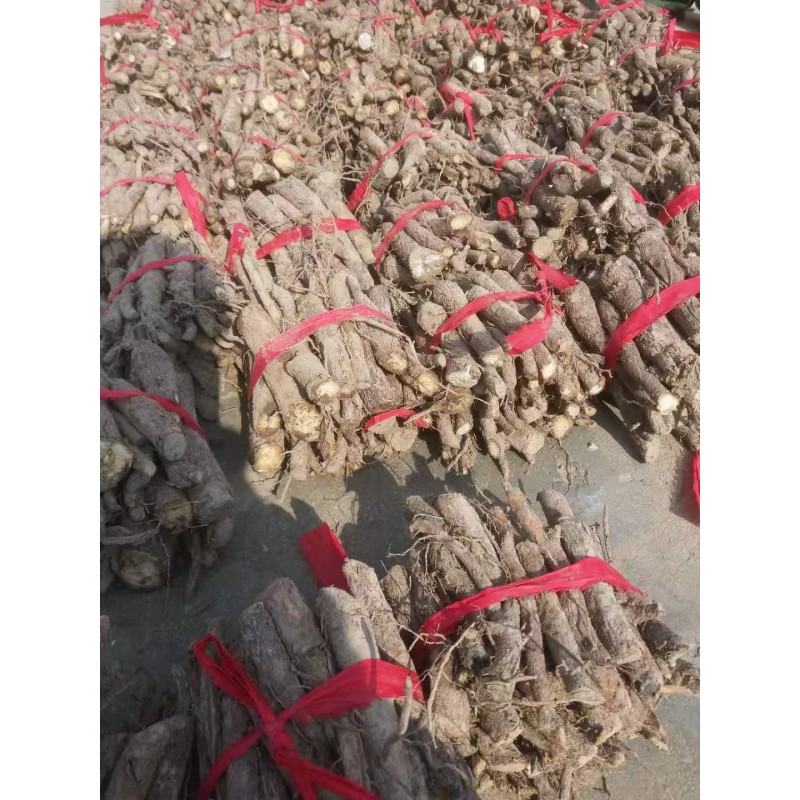 Paulownia Roots Supplier - Chinese Pavement Tree Fresh Live Paulownia Roots