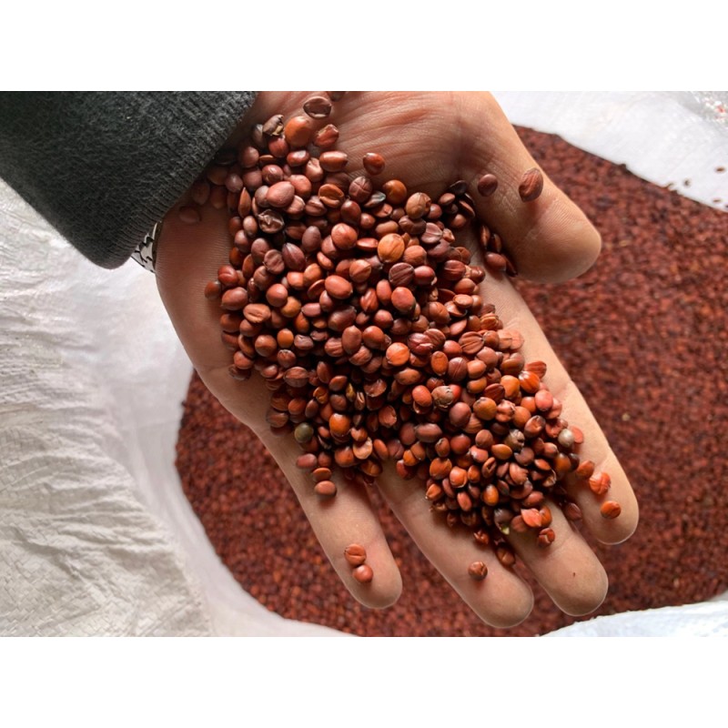 Jujube Seeds Factory - Hot Sale Red Brown Raw Dried Common Jujube Seeds