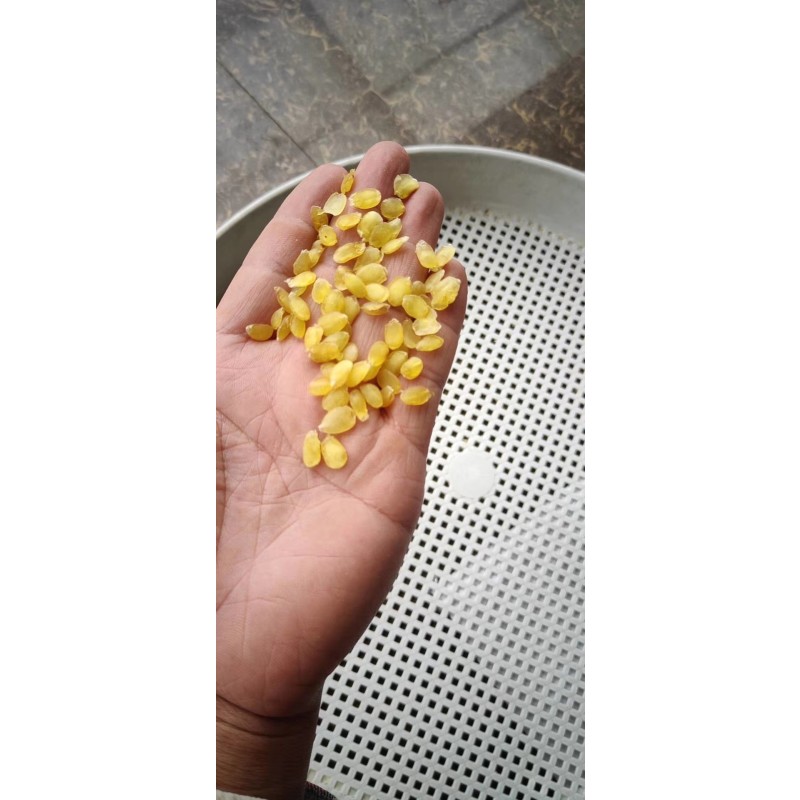 Gleditsia Seeds Factory - New Dried Bulk Supply Gleditsia Sinensis Without Shells