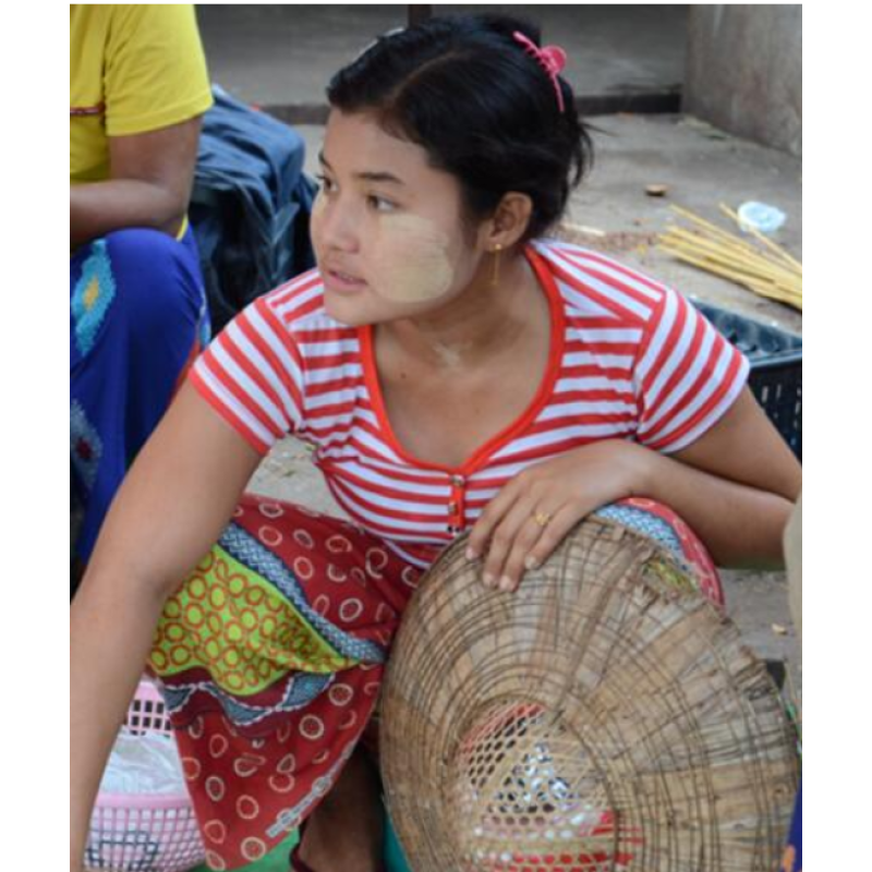 Thanakha Wood Stems Factory - New Whole Segments Raw Dried Thanakha Wood Cuts