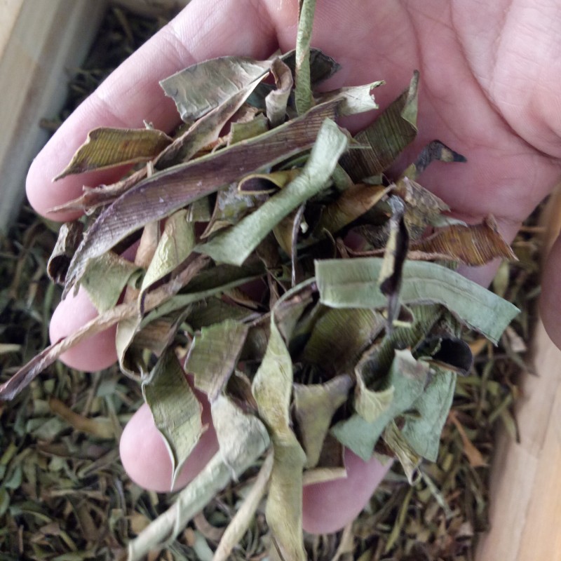 Aloe Vera Leaves Tea Factory - Raw Loose Green Dried Aloe Vera Leaves Tea