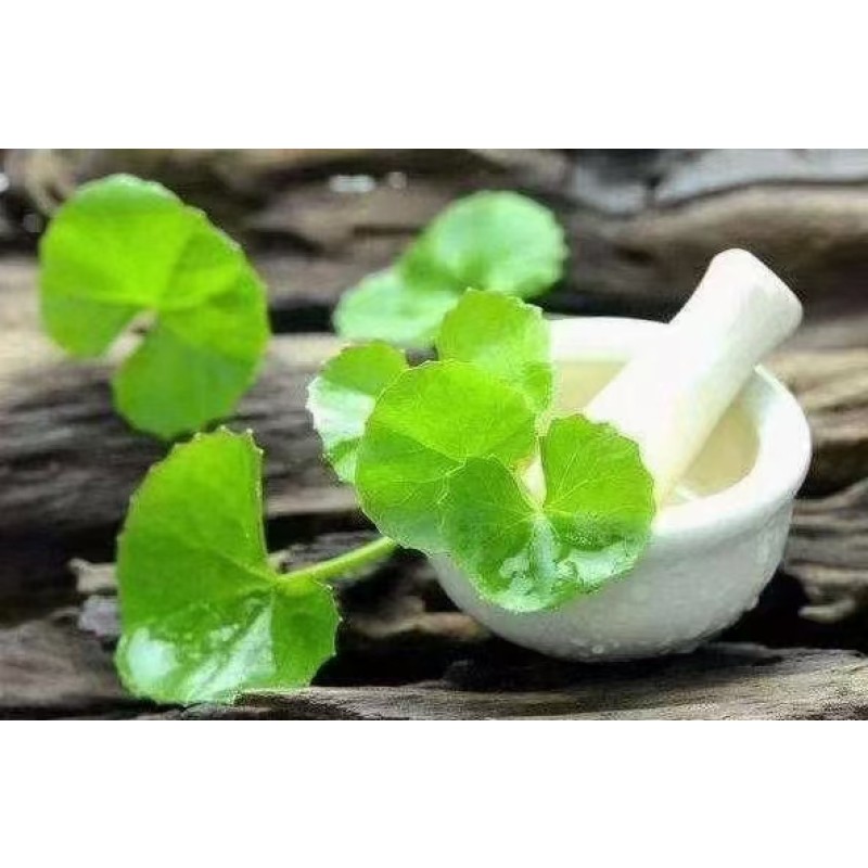 Cat's-foot Herb Factory - Health Care Tea Raw Material Dried Hydrocotyle Asiatica