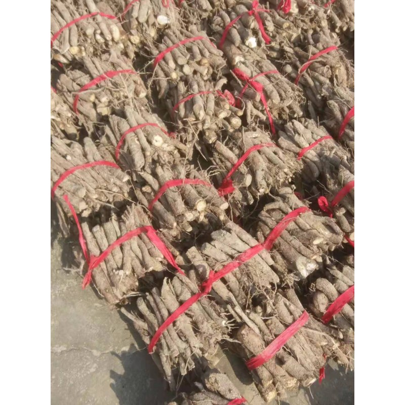 Paulownia Roots Supplier - Chinese Pavement Tree Fresh Live Paulownia Roots