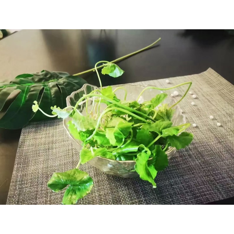 Cat's-foot Herb Factory - Health Care Tea Raw Material Dried Hydrocotyle Asiatica