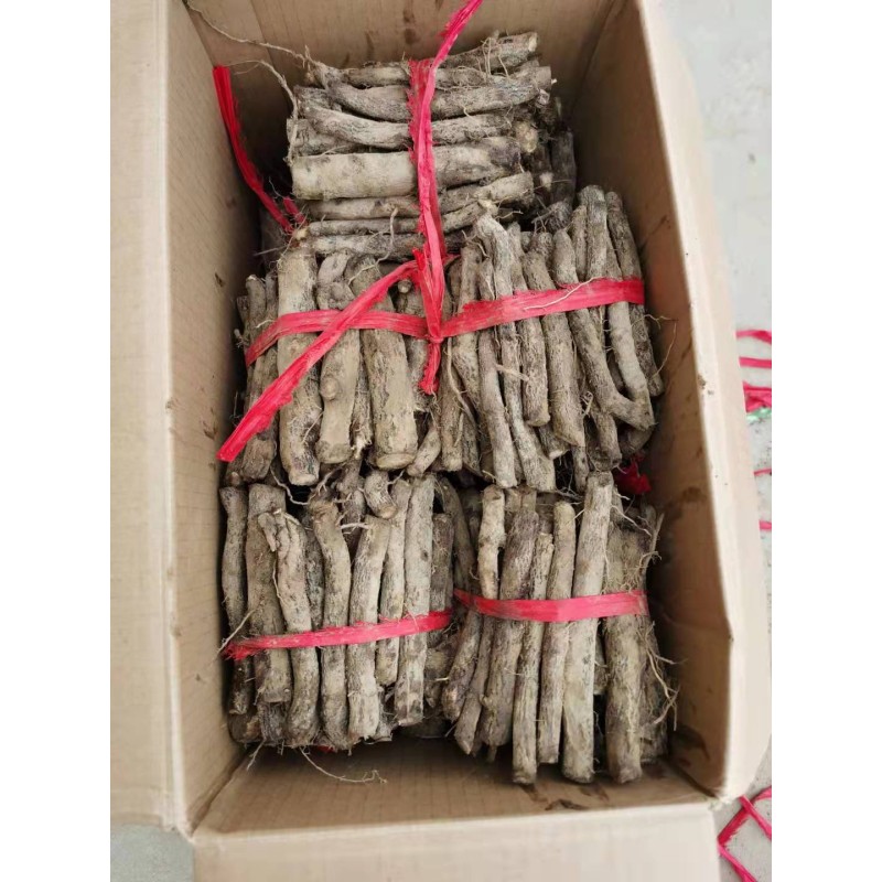 Paulownia Roots Supplier - Chinese Pavement Tree Fresh Live Paulownia Roots