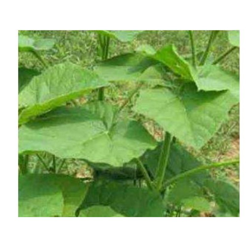 Paulownia Roots Manufacturer - Factory Supply Young Plants Paulownia Elongata Segments
