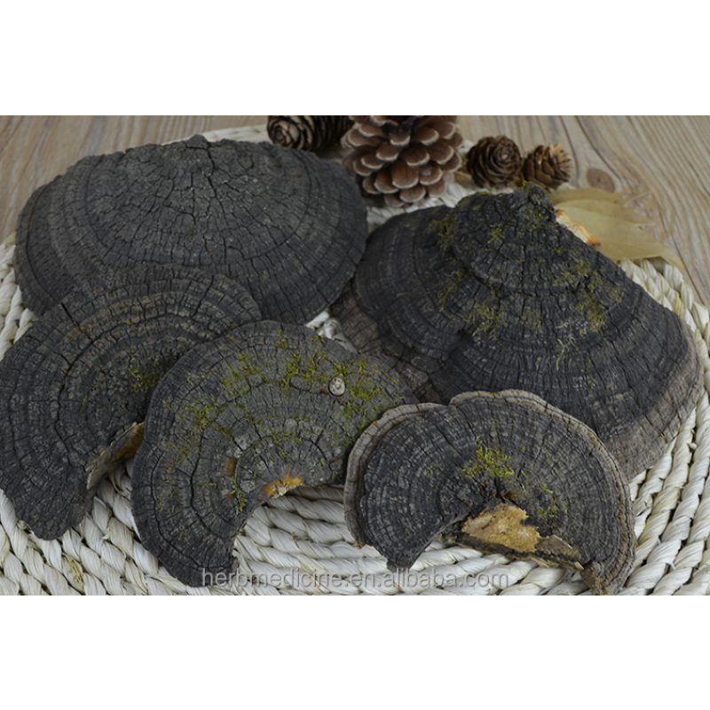 Mushroom Supplier - Dried Wild Natural Phellinus Igniarius Fungus Whole