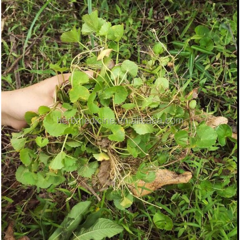 Gotu Kola Leaf Manufacturer - Natural Dried Asiatic Pennywort Herb Tea
