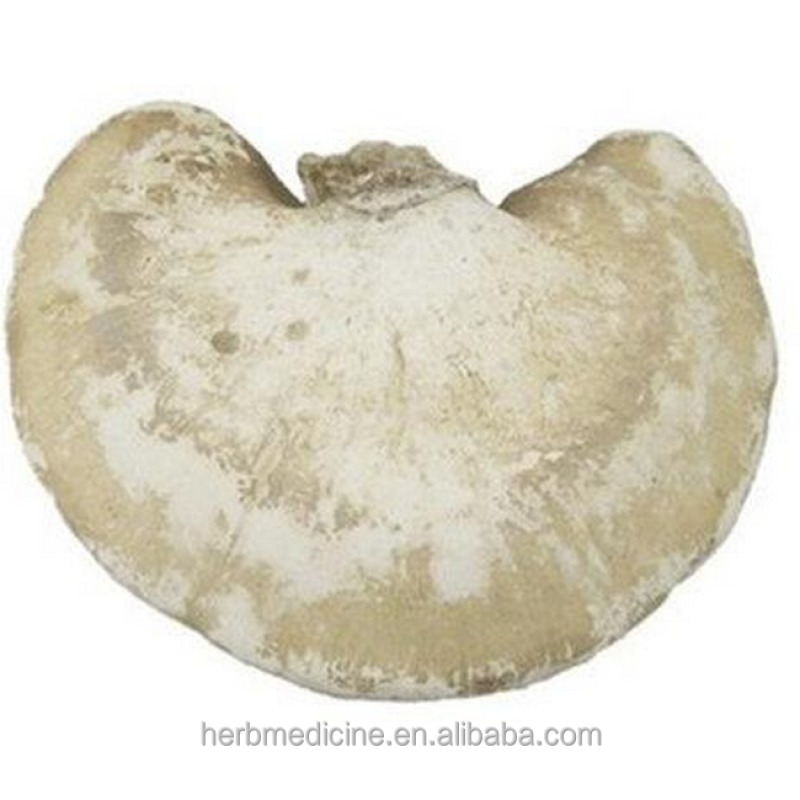 Medicinal Mushroom Factory - High Quality Dried Wild Piptoporus Betulinus