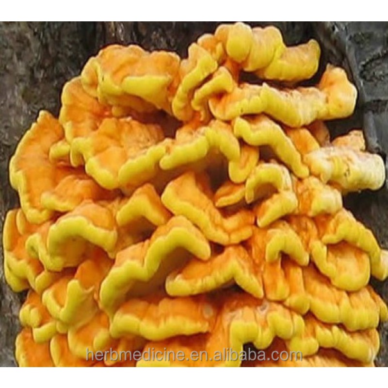 Laetiporus Mushroom Factory - Natural Dried Health Food Laetiporus Sulphureus