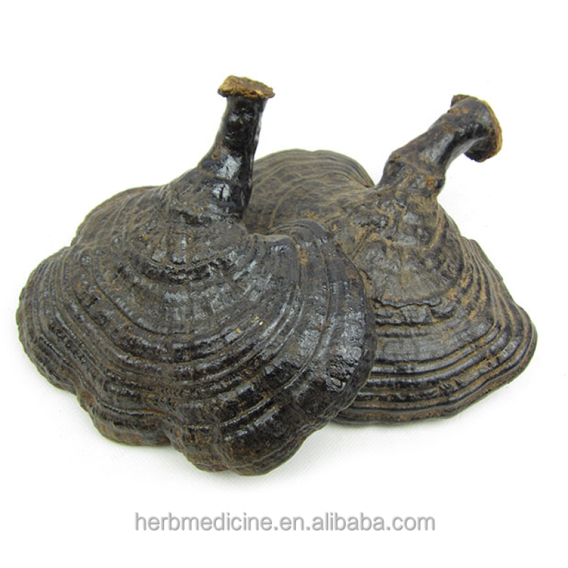Ganoderma Mushroom Manufacturer - Hot Sale Health Food Ganoderma Cochlear Whole