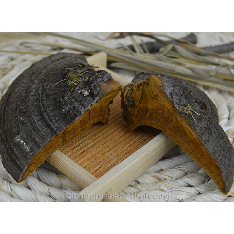 Mushroom Supplier - Dried Wild Natural Phellinus Igniarius Fungus Whole