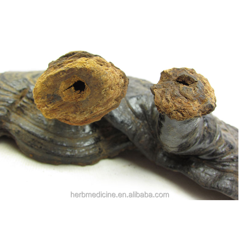 Ganoderma Mushroom Manufacturer - Hot Sale Health Food Ganoderma Cochlear Whole