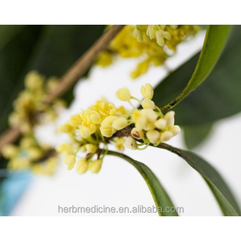 Osmanthus Tea Manufacturer - Dried Pure Yellow Sweet-scented Blossoms Flower Tea