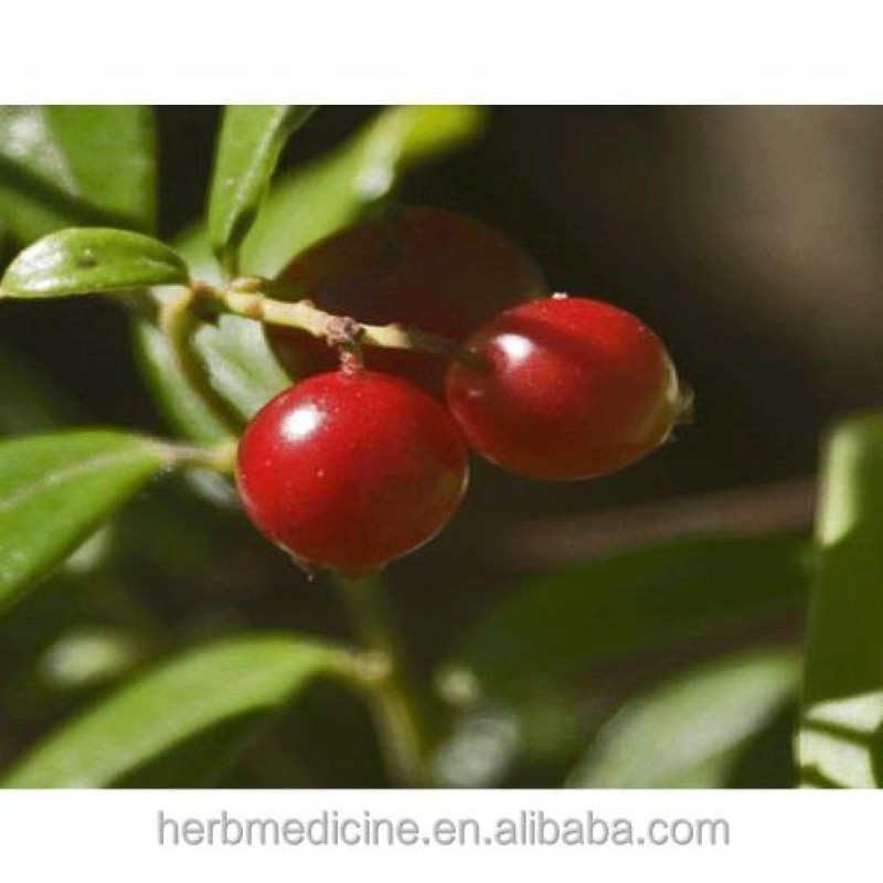 Bilberry Tea Manufacturer - Premium Quality Natural Raw Dried Bilberry Fruits Tea