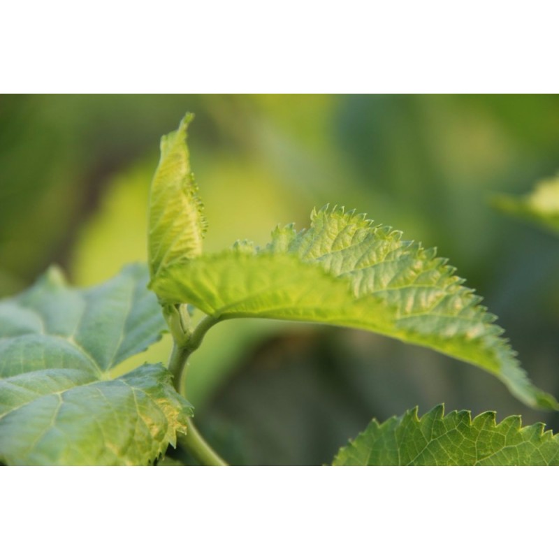 Mulberry Leaf Tea Manufacturer - Natural Raw Whole Dried Morus Alba Leaves