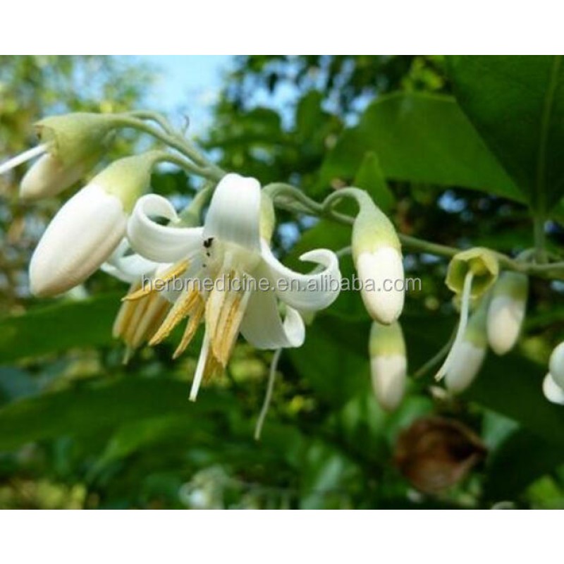 Benzoin Gum Factory - Hand Selected Yellow Benzoin Pure Incense Raw Material