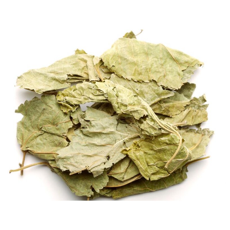 Mulberry Leaf Tea Manufacturer - Natural Raw Whole Dried Morus Alba Leaves