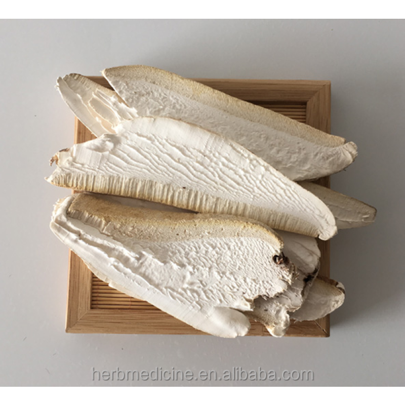 Medicinal Mushroom Factory - High Quality Dried Wild Piptoporus Betulinus