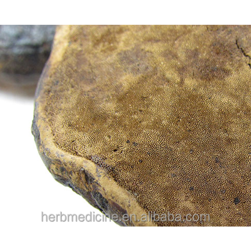 Ganoderma Mushroom Manufacturer - Hot Sale Health Food Ganoderma Cochlear Whole