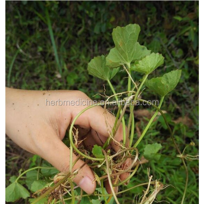 Gotu Kola Leaf Manufacturer - Natural Dried Asiatic Pennywort Herb Tea