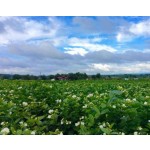 Green tea & black tea