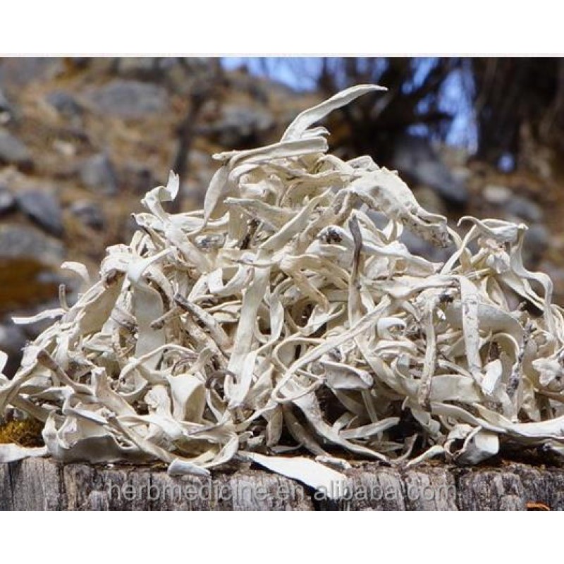 Snow Tea Factory - Yunnan Terricolous Wild Thamnolia Vermicularis Tea