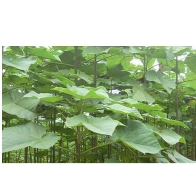 Paulownia Roots Manufacturer - Factory Supply Young Plants Paulownia Elongata Segments