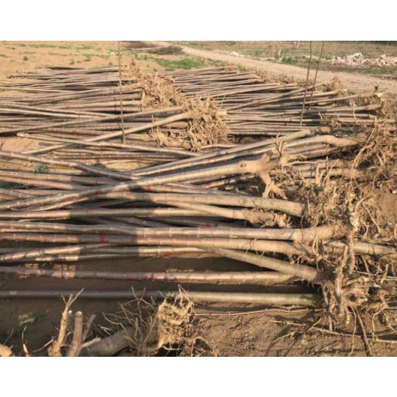 Paulownia Roots Manufacturer - Factory Supply Young Plants Paulownia Elongata Segments