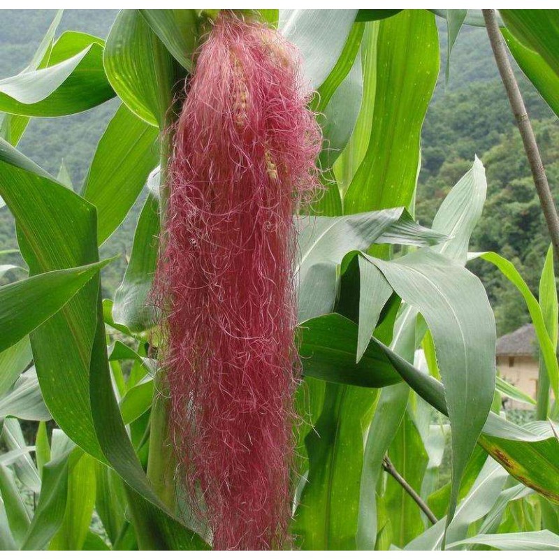 Corn Silk Tea Manufacturer - China Raw Dried Bulk Stigmata Maidis Tea