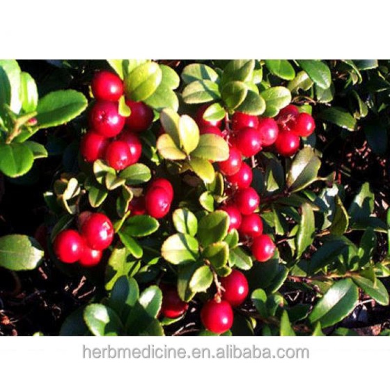 Bilberry Tea Manufacturer - Premium Quality Natural Raw Dried Bilberry Fruits Tea