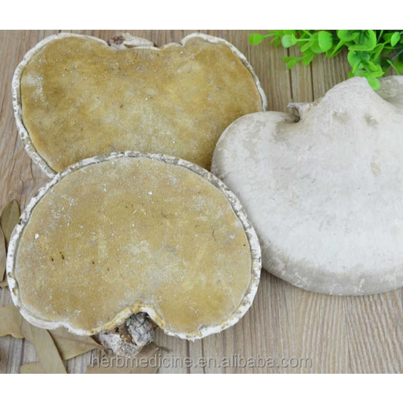 Medicinal Mushroom Factory - High Quality Dried Wild Piptoporus Betulinus