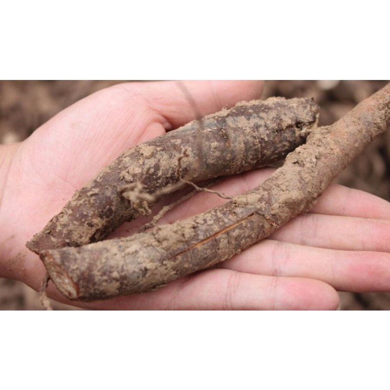 Peony Root Factory - High Quality Dried Peeled Sliced Paeonia Officinalis