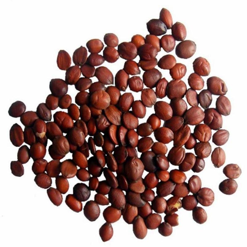Jujube Seeds Factory - Hot Sale Red Brown Raw Dried Common Jujube Seeds