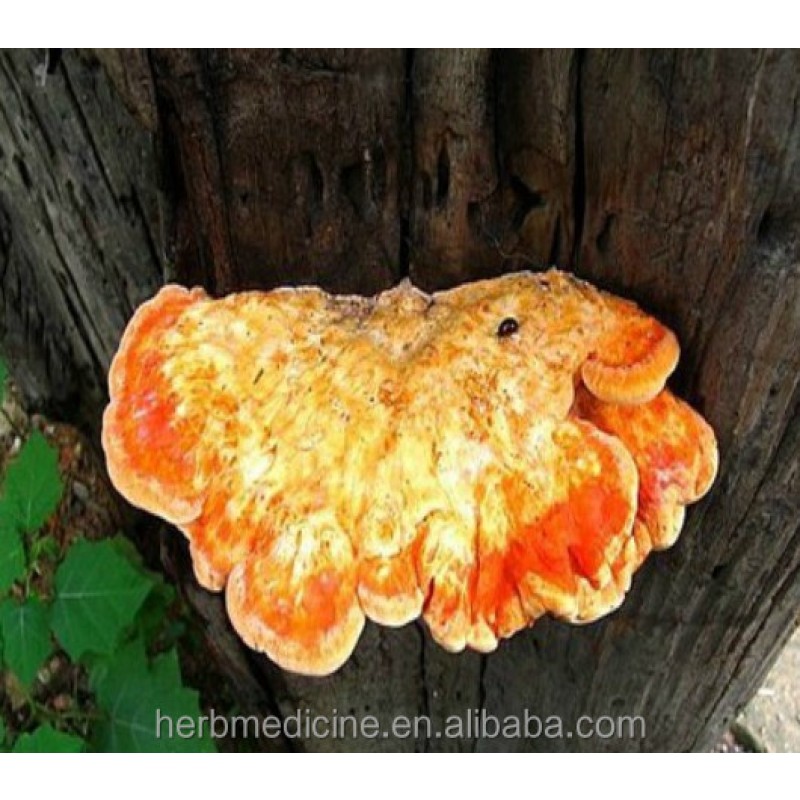 Laetiporus Mushroom Factory - Natural Dried Health Food Laetiporus Sulphureus
