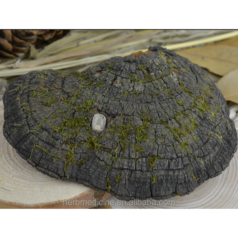 Mushroom Supplier - Dried Wild Natural Phellinus Igniarius Fungus Whole