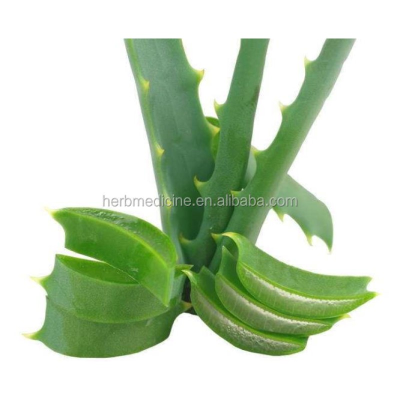Aloe Vera Leaves Tea Factory - Raw Loose Green Dried Aloe Vera Leaves Tea