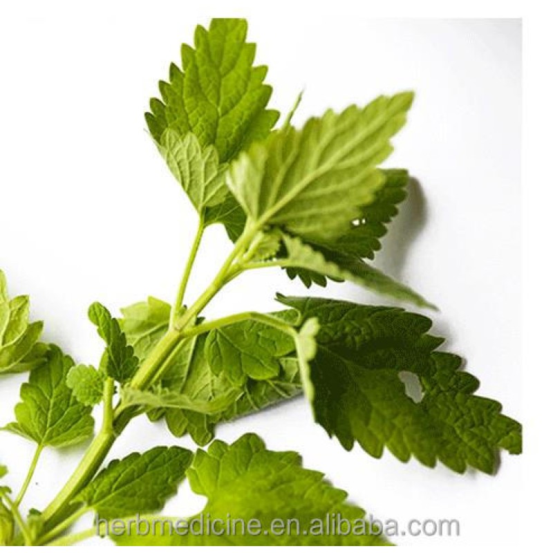 Catnip Herb Manufacturer - 100% Natural Fresh Dried Green Cat Mint Shredded