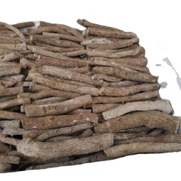 Paulownia Roots Supplier - Chinese Pavement Tree Fresh Live Paulownia Roots