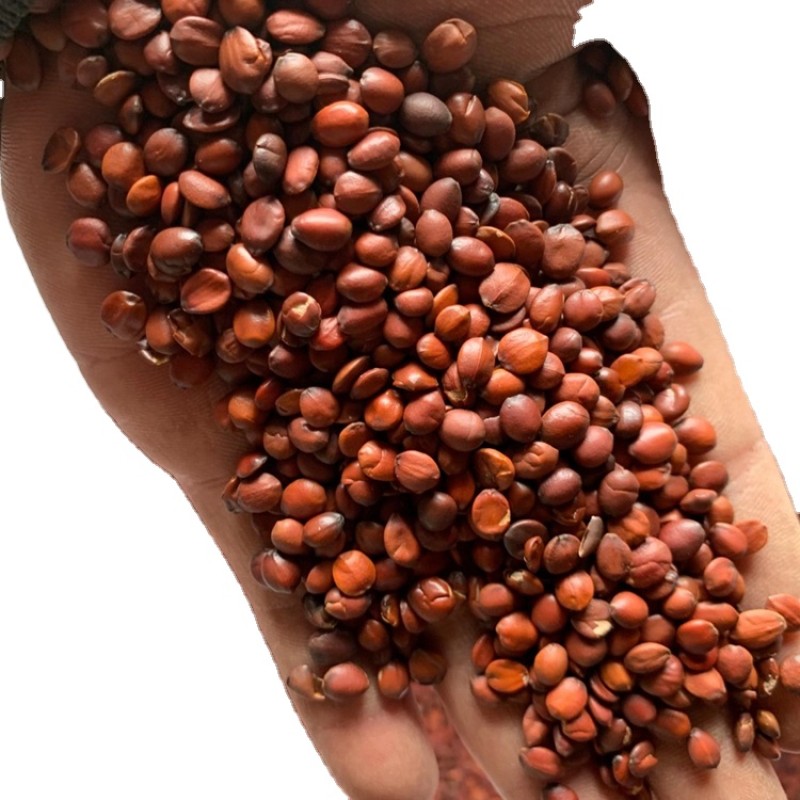 Jujube Seeds Factory - Hot Sale Red Brown Raw Dried Common Jujube Seeds