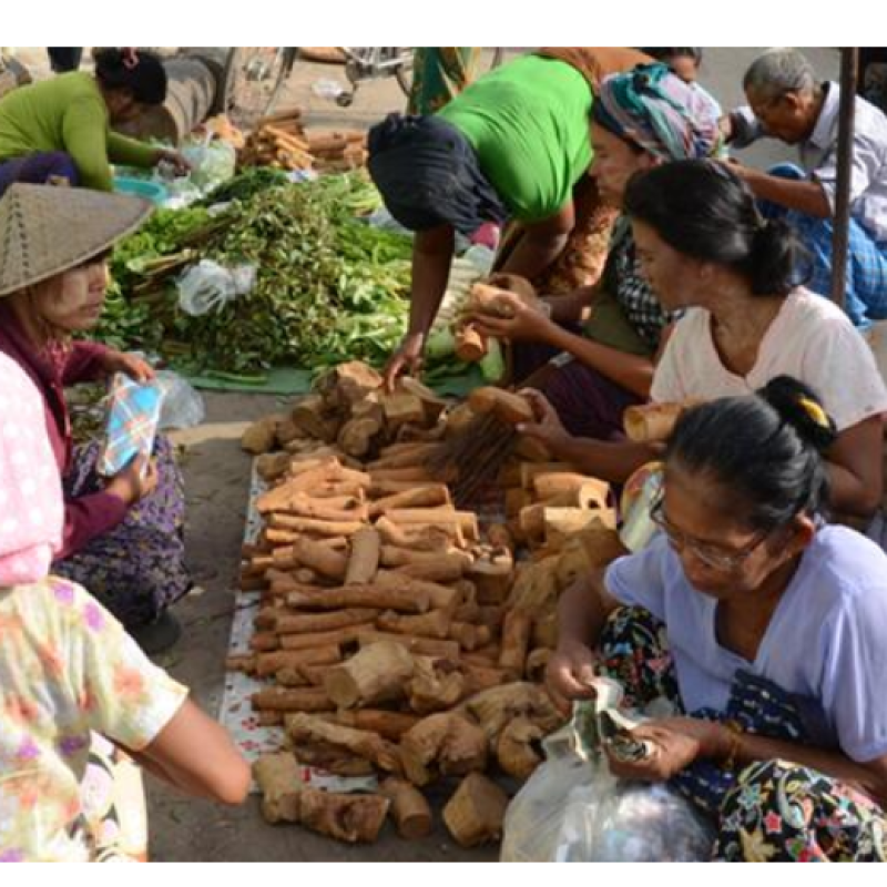 Thanakha Wood Stems Factory - New Whole Segments Raw Dried Thanakha Wood Cuts