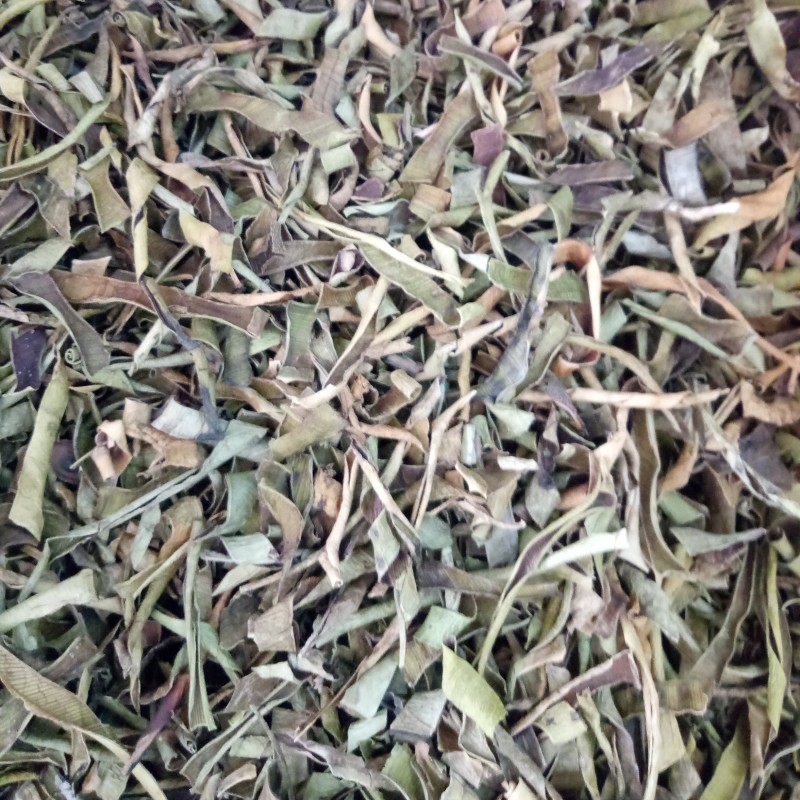 Aloe Vera Leaves Tea Factory - Raw Loose Green Dried Aloe Vera Leaves Tea
