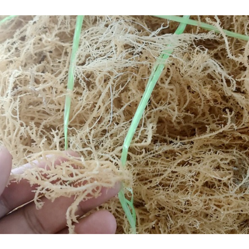 Sea Moss Supplier - 1kg Cheap Price Wild Dried Edible Irish Sea Moss