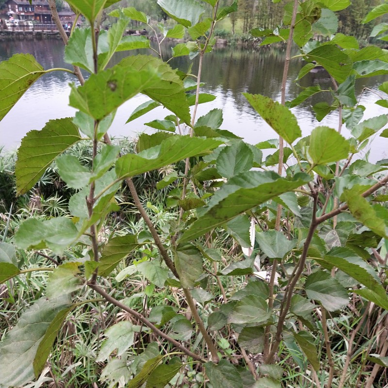 Mulberry Leaf Tea Manufacturer - Natural Raw Whole Dried Morus Alba Leaves