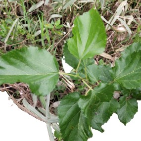 Mulberry Leaf Tea Manufacturer - Natural Raw Whole Dried Morus Alba Leaves