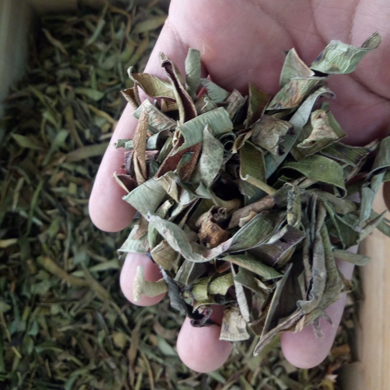 Aloe Vera Leaves Tea Factory - Raw Loose Green Dried Aloe Vera Leaves Tea