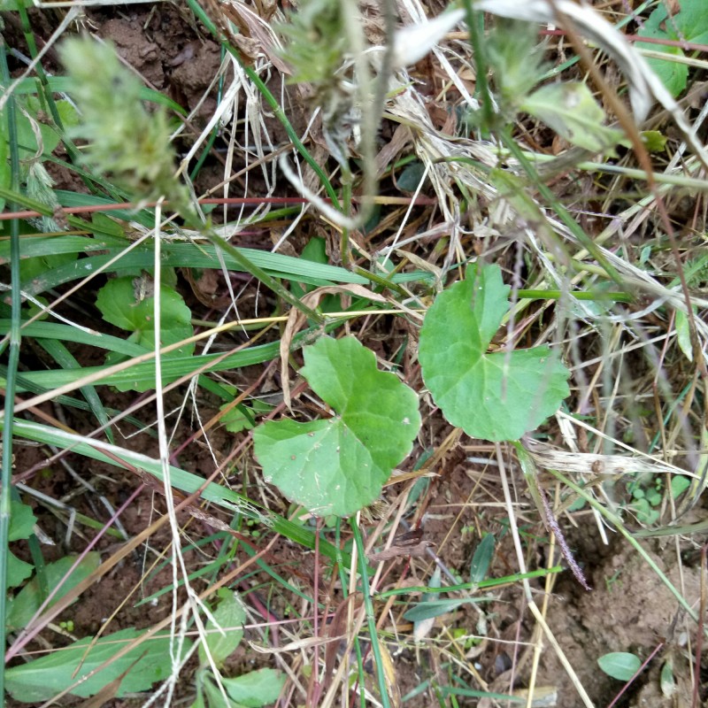 Gotu Kola Leaf Manufacturer - Natural Dried Asiatic Pennywort Herb Tea