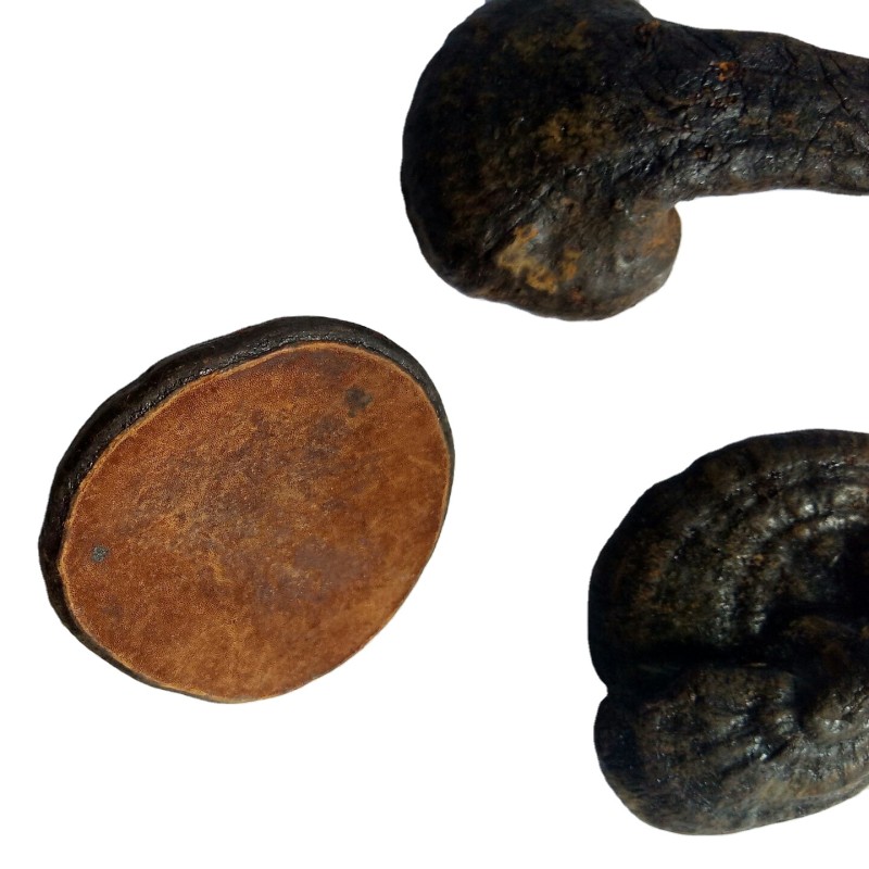 Ganoderma Mushroom Manufacturer - Hot Sale Health Food Ganoderma Cochlear Whole