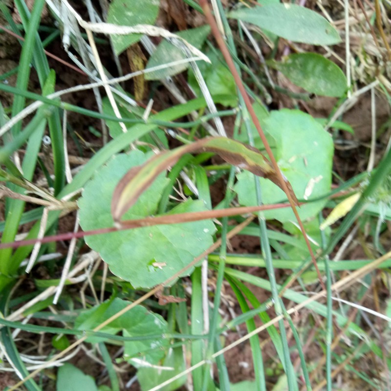 Cat's-foot Herb Factory - Health Care Tea Raw Material Dried Hydrocotyle Asiatica